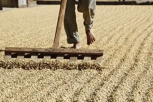 čerstvě pražená káva z Guatemaly Huehuetenango