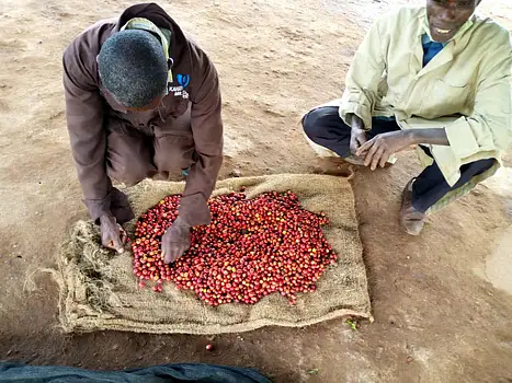 čerstvě pražená káva z Keně z promývací stanice Mwiria