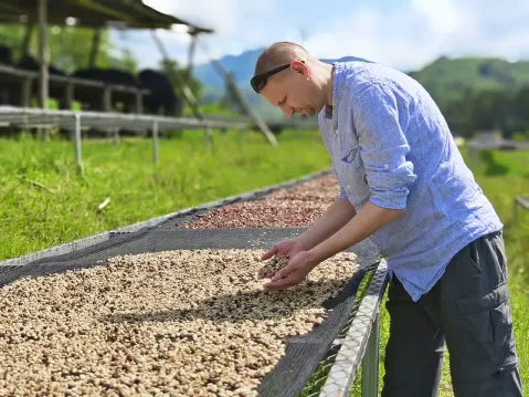 Sušení kávy po promytí na afrických lůžkách