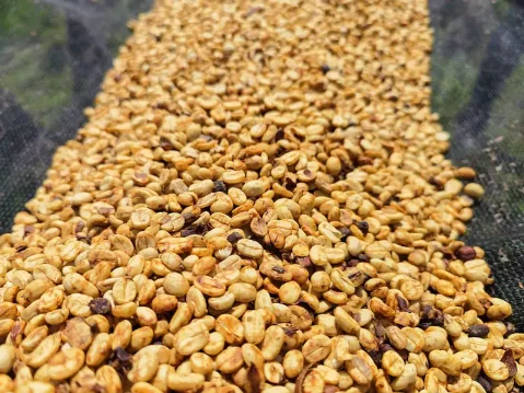 Sušení kávových zrn zpracovaných medovou metodou (honey)