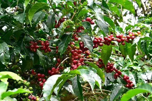 čerstvě pražená káva z Ethiopie oblasti Kochere