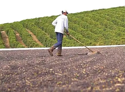 čerstvě pražená káva z Brazilie, oblasti Cerrado