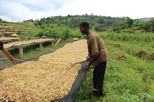 čerstvě pražená káva z Burundi z promývací stanice Masha