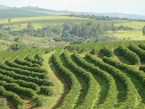 čerstvě pražená káva z Brazilie Fazenda de Lagoa