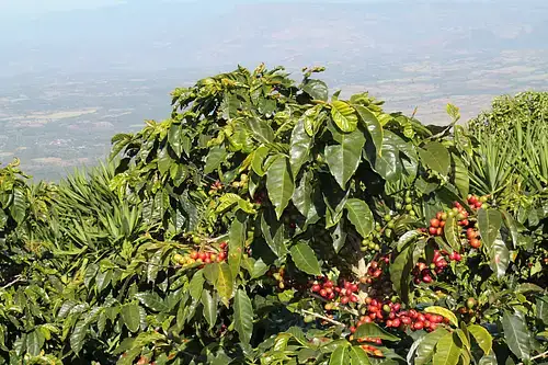 čerstvě pražená káva ze Salvádoru z oblasti Santa Ana