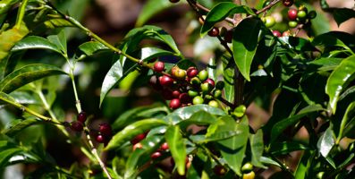 čerstvě pražená káva z Hondurasu Gesha