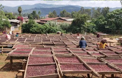 čerstvě pražená káva z Ethiopie oblasti Kochere