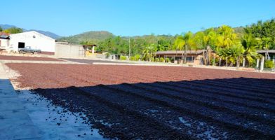 čerstvě pražená káva Honduras Finca Jerusalen