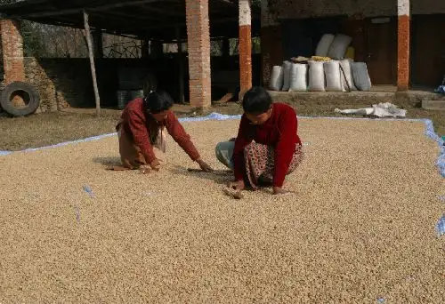 čerstvě pražená káva z Nepálu