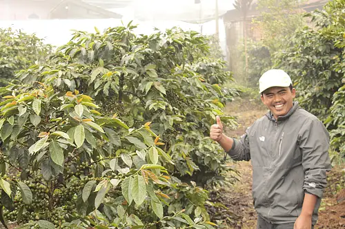 čerstvě pražená káva z Indonesie  farma Koerintji