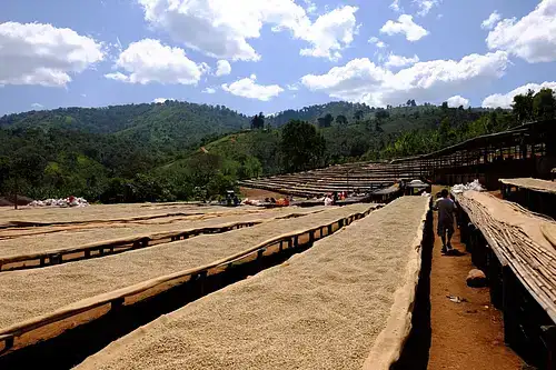 káva z Etiopie z oblasti Yirgacheffe